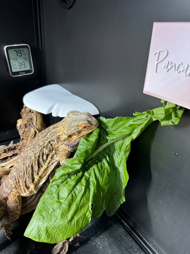 May include: A bearded dragon lizard eating a large green leaf. The lizard is brown and has a white beard. The leaf is hanging from a white shelf. The temperature is 79 degrees Fahrenheit. The word "Panca" is written on a pink sign.