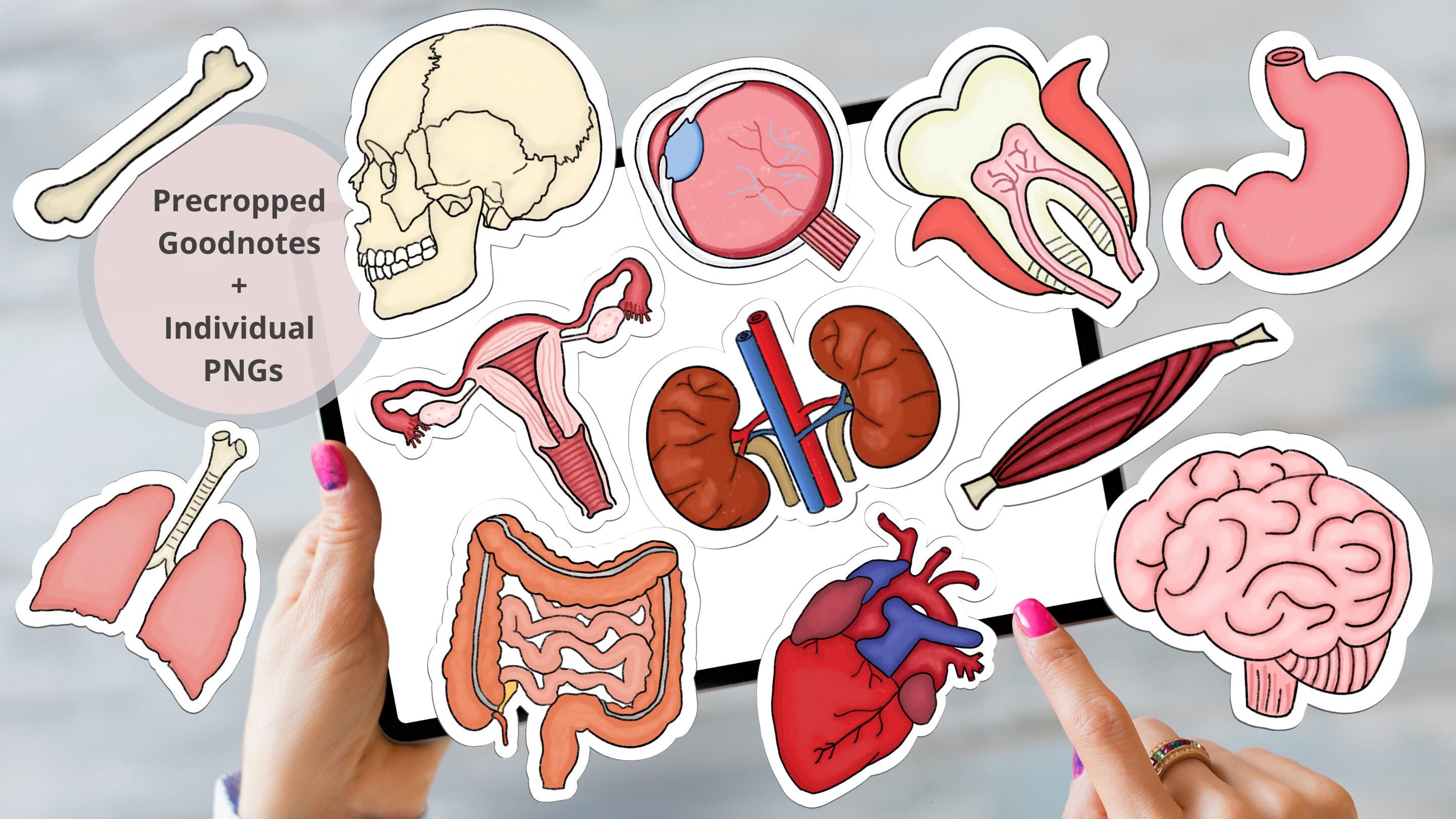 Buy Anatomy Digital Stickers For Digital Planner And Printing Pre Buy Anatomy Digital Stickers For Digital Planner And Printing Pre