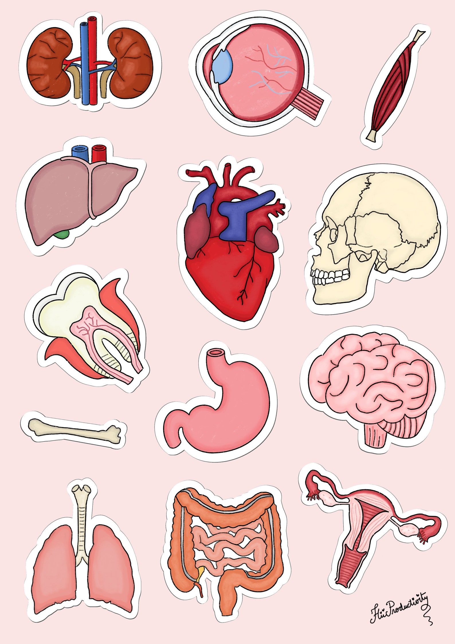 Anatomy DIGITAL STICKERS for Digital Planner and Printing Etsy