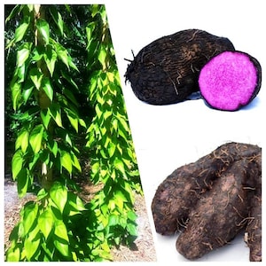 Igname viola biologico / Dioscorea alata / Ube o igname maggiore, talee di igname radicate Piante e bulbi per la semina (03-10) Consegna gratuita