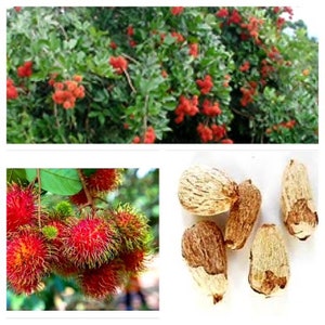 オーガニックランブータン、ネフェリウム・ラッパセウム（Nephelium lappaceum）の種（植え付け用、8～50粒）｜送料無料