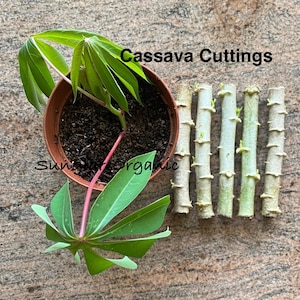 100% Organic Cassava Cuttings (Manihot Esculenta , Yacca )  Fresh For  Planting Cuttings. 10cm and 15cm/20cm cuttings  .. FREE DELIVERY