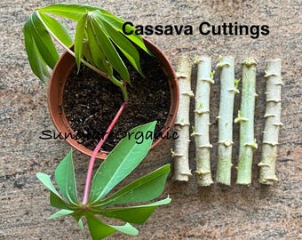 Talee di manioca 100% biologiche (Manihot Esculenta, Yacca) fresche per la semina. Talee da 10 cm e 15 cm/20 cm. CONSEGNA GRATUITA