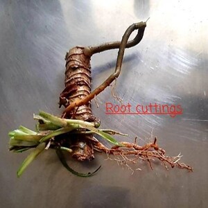Organic Pandan Live Plants and Pandan Plant Roots cuttings7 cm Roots Pulao Plant Costus lgneus For Planting Free Delivery.. image 6