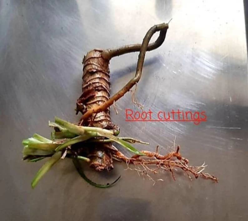 Organic Pandan Live Plants and Pandan Plant Roots cuttings7 cm Roots Pulao Plant Costus lgneus For Planting Free Delivery.. image 6