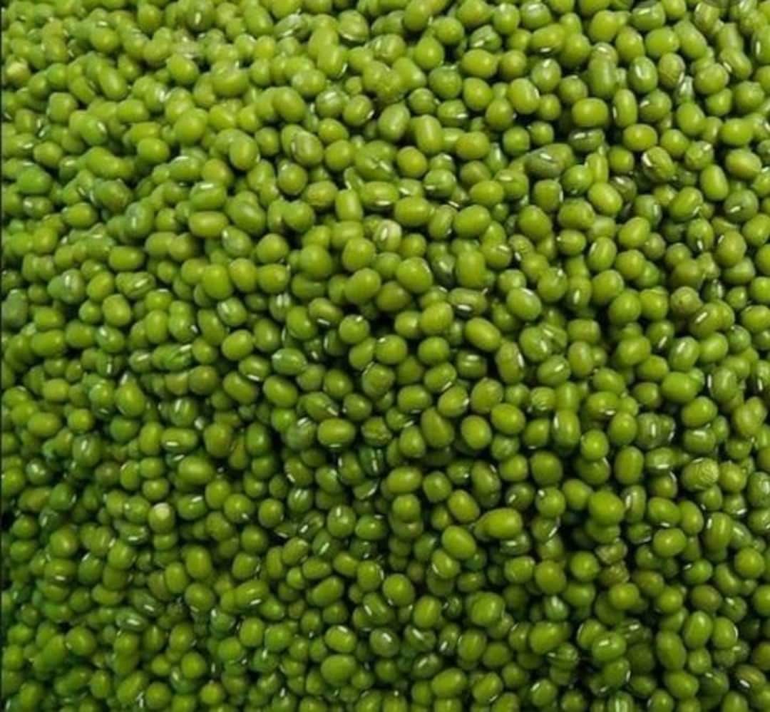 Organic Dried Green Mung Beans and Powder Planting. 3.5 Oz Etsy