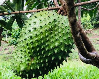 Semi biologici di Graviola, Annona, Muricato, Guanabana, Graviola per piante. (10-30 semi, 5 semi gratis) Consegna GRATUITA.