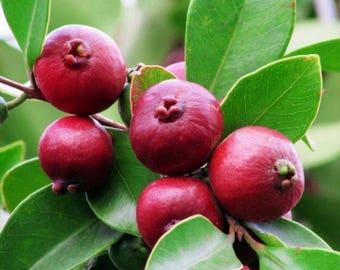 Semi di Guava Fragola Biologica | Guava Cattleya Rossa (Psidium Cattleianum) (25-100 semi) Crescita rapida Consegna gratuita...