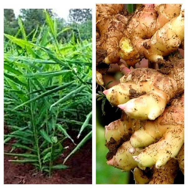 100% Organic Ceylon Ginger Rhizomes l Zingiber Officinale |  Live Ginger roots For Planting 03 Roots -30 Roots 01 Root Free. Free Delivery.