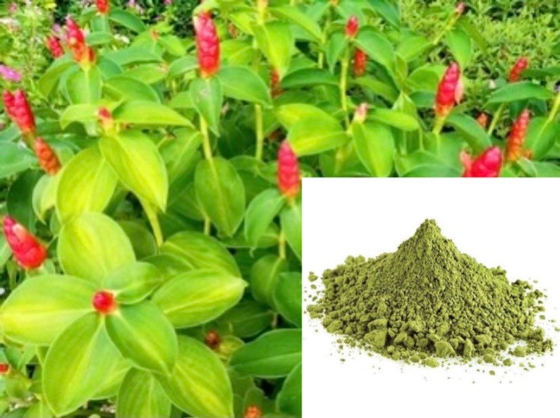 Ceylon Dried Insulin Plant Leaves Powder, Healthy THEBU LEAVES POWDER ...