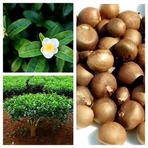 Tea Plants  CAMELLIA SINENSIS  Seeds For Planting( 10 - 50seeds "05 Seeds FREE " ). Free Delivery From Ceylon ..