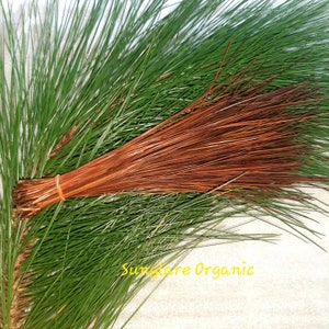 May include: A bundle of long, thin, brown pine needles tied together with a rubber band. The needles are arranged in a fan shape and are surrounded by green pine needles.
