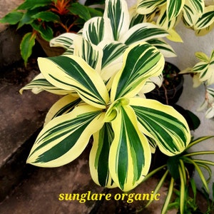 White Spiral Costus Speciosus Variegatus plant, 1 Cuttings With Roots 01 Free ..Houseplant..Free Delivery