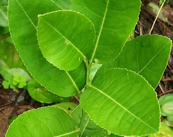 100% Natural Organic Sun Dried Lemon Leaves And Powder 01 oz - 07 oz | FREE Delivery