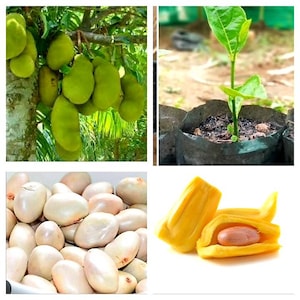 Organic Garden Grown Jackfruit    Sprouted Seeds- Artocarpus heterophyllus  For Planting | (10 -50 seeds) | Free Delivery