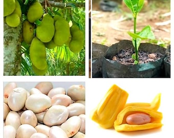 Graines de jacquier cultivées dans le jardin biologiques - Artocarpus heterophyllus pour la plantation | (10 -50 graines) | Livraison gratuite