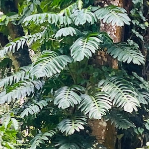 フィロデンドロ、モンステラ・デリシオセ 生きた植物 / 交換用 裂葉、根付き 2つの節のある挿し木茎 (15 cm) | 送料無料