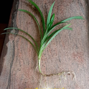 Organic Pandan Live Plants and Pandan Plant Roots cuttings7 cm Roots Pulao Plant Costus lgneus For Planting Free Delivery.. image 3