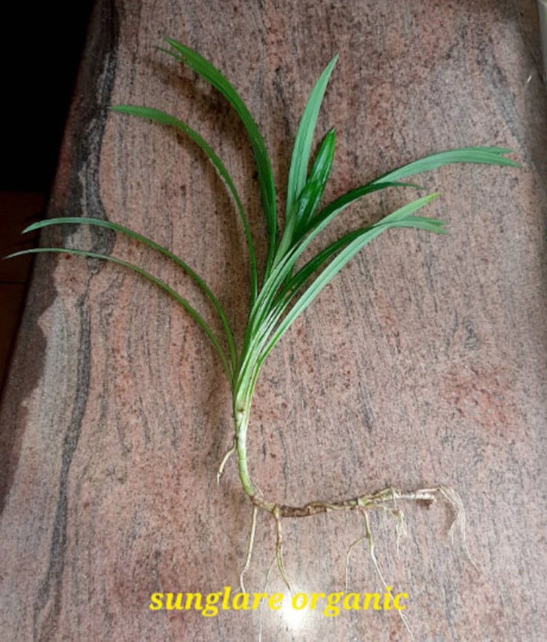 Organic Pandan Live Plants and Pandan Plant Roots cuttings7 cm Roots Pulao Plant Costus lgneus For Planting Free Delivery.. image 3