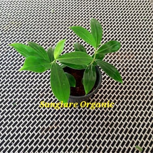 Insulinörtväxtens rhizomer, spiralformade Fiag, Fiery Coutus rotade sticklingar för plantering..(02-18 sticklingar) Gratis leverans från Ceylon...