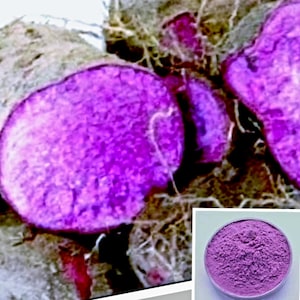 Biologische paarse yam/Dioscorea alata/Ube of grotere yam, gekookt (alleen gekookt en gemalen) Healthy Roots-poeder (125-470 g) Gratis levering