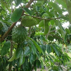 Garden plant 100 % Organic Soursop,Annona,Muricate,Guyabana , Graviola  Seeds For Plant.( 10 -30 seeds 5 seeds Free) FREE Delivery..