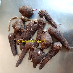 Bulbi di patate dolci selvatiche africane Dioscorea Alata Arial da piantare, consegna gratuita