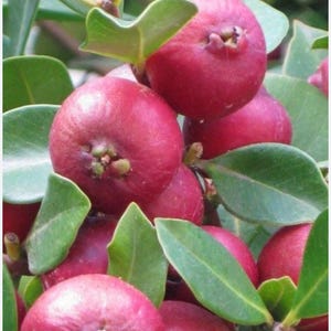Organic Strawberry Guava I Red Cattley Guava ( Psidium Cattleianum ) Seeds( 25 -100 seeds) Fast Growing  Free Delivery...