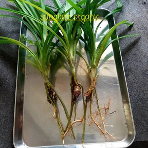 Organic Pandan Live Plants and Pandan Plant Roots cuttings7 cm Roots Pulao Plant Costus lgneus For Planting Free Delivery.. image 4