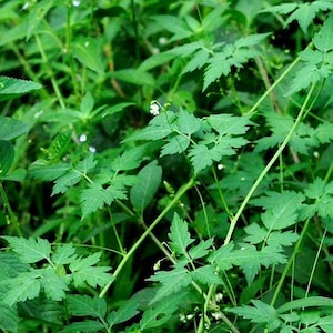 Organic Cardiospermum halicacabum , Balloon vine plant Dried Loose Stems  Leaves & Powder  for Herbal Tea, Free Delivery,,