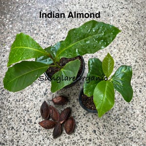 Mandelfrön, Terminalia Catappa, Tropisk mandel, Amandier des Inde, Frön för odling. Gratis leverans från Ceylon.