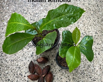 Carta Catramata 100 Foglie Di Mandorlo Marino (Terminalia Catappa) Sciolte 10-20 Cm - Per Acquario D'acqua Dolce, Trattamento Naturale Foglie Catappa Acquario - Foto 9