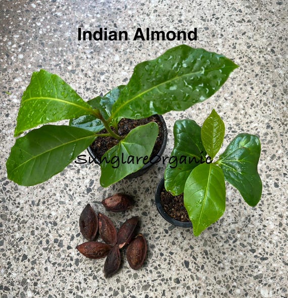 charcoal for plants Active Charcoal for plants (60g)