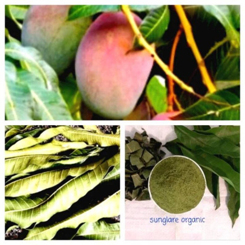 Ceylon Organic Dried Mango Leaves 100 Organic Simple Tea Mangifera Indica leaves 60 Leaves 200