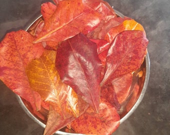 Hojas de almendro secas, Cattapa / Almendro indio / 25+ - 100+ hojas. ENVÍO GRATIS.