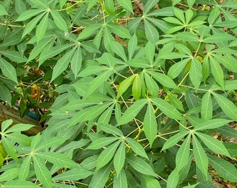 Ceylon 100% Bio Frische sonnengetrocknete Maniokblätter, kostenlose Lieferung ..
