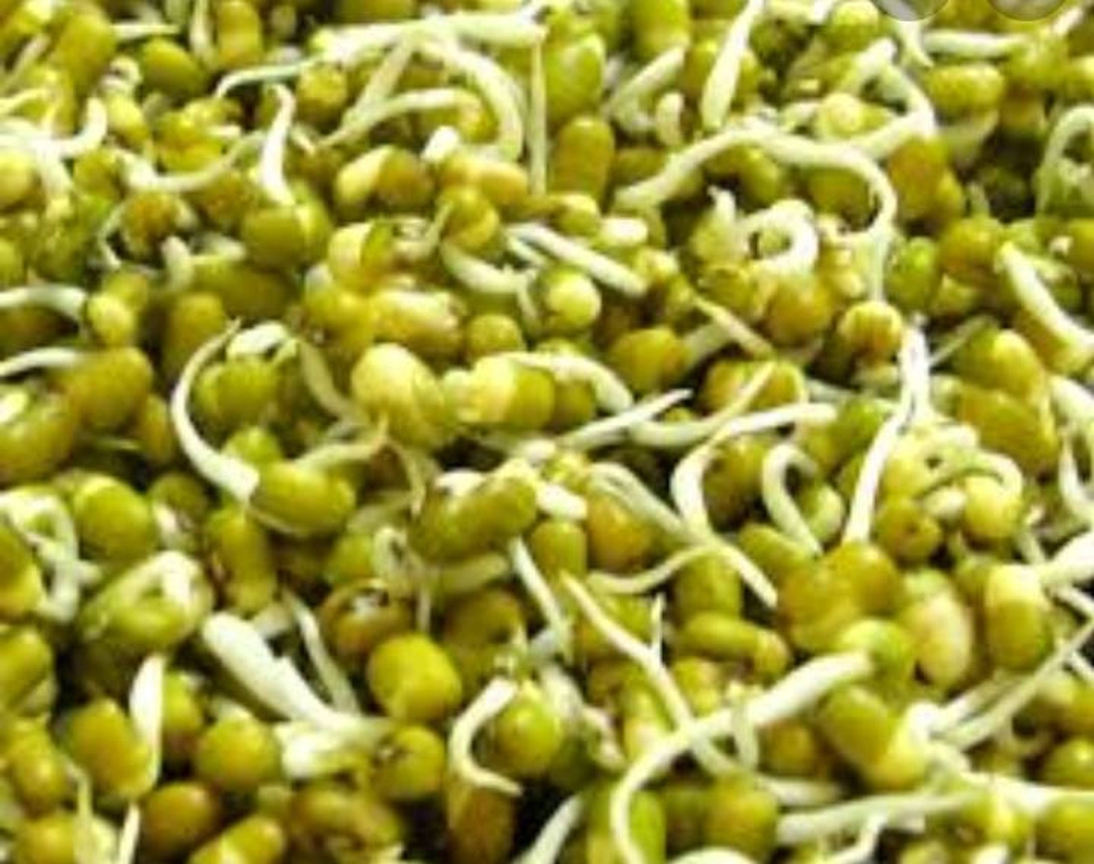 Organic Dried Green Mung Beans and Powder Planting. 3.5 Oz Etsy