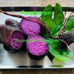 Organiczny fioletowy jam / Dioscorea alata / Ube lub większy jam, ukorzenione sadzonki jam, rośliny i cebulki do sadzenia (03-10) Darmowa dostawa