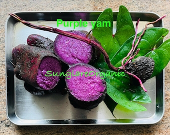 Igname violette biologique / Dioscorea alata / Ube ou igname supérieure, boutures d'igname enracinée, plantes et bulbes à planter (03-10) livraison gratuite