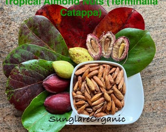 Amandes tropicales biologiques, kanamadhu, catappa, amandes de mer, noix séchées, aliments pour le souper fabriqués à l'état sauvage, ouverts à la main. Livraison gratuite.