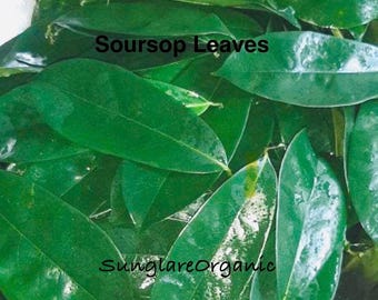 Hojas de guanábana orgánicas secadas al sol, en polvo, trituradas, 100% naturales, cosechadas en jardín, Annona Muricate, para té (hojas 30-220). Envío gratuito.