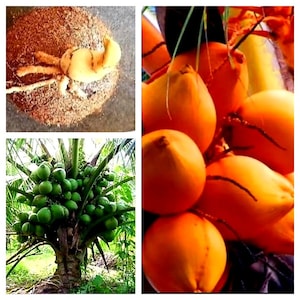 Può includere: Un collage di immagini con noci di cocco. Un'immagine mostra una noce di cocco che germoglia con un guscio marrone chiaro. Un'altra mostra un gruppo di noci di cocco arancioni brillanti. La terza immagine mostra una palma da cocco con noci di cocco verdi.