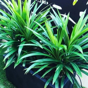 Organic Pandan Live Plants and Pandan Plant Roots cuttings7 cm Roots Pulao Plant Costus lgneus For Planting Free Delivery.. image 2