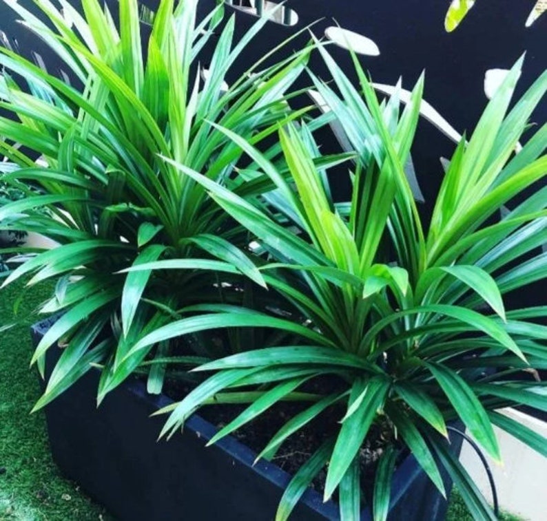 Organic Pandan Live Plants and Pandan Plant Roots cuttings7 cm Roots Pulao Plant Costus lgneus For Planting Free Delivery.. image 2