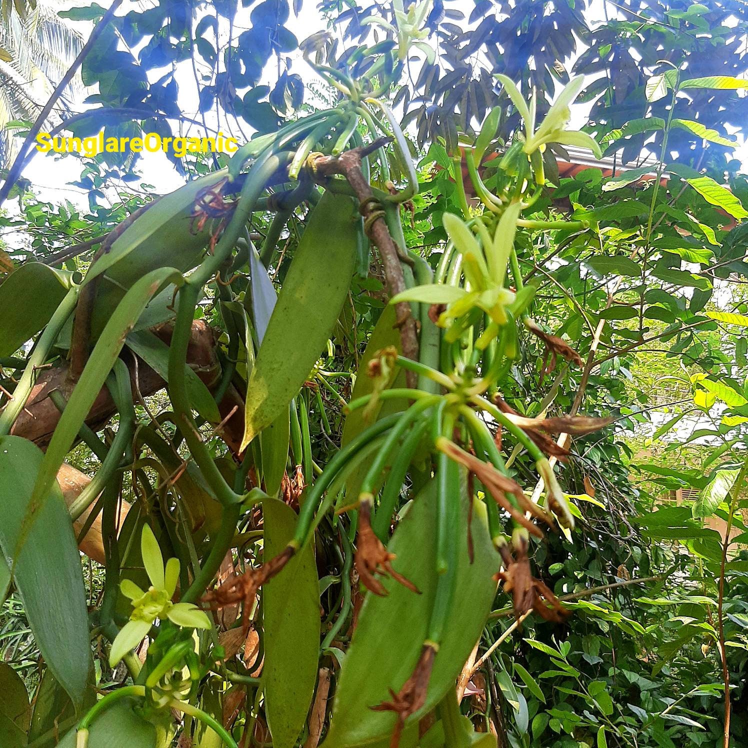 セイロン産オーガニックバニラビーンズ（10cm以上～17cm以上）庭植え