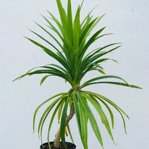 Organic Pandan Live Plants and Pandan Plant Roots cuttings7 cm Roots Pulao Plant Costus lgneus For Planting Free Delivery.. image 5