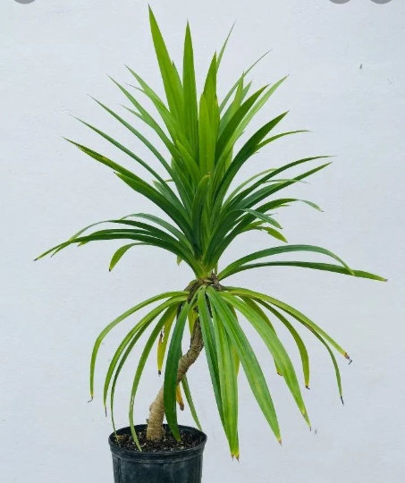 Organic Pandan Live Plants and Pandan Plant Roots cuttings7 cm Roots Pulao Plant Costus lgneus For Planting Free Delivery.. image 5