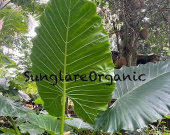 Upright Alocasia Odora  Elephant Ear Bulb Easy to Grow Indoor Outdoor ( 03 - 07 Bulbs ) ...Free Delivery From Sri Lanka..