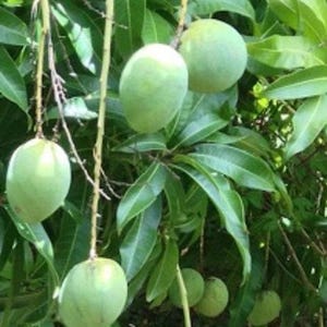 Bio-Sweet Bush Mango, wilde Mango, Dika-Nuss, Irvingia, afrikanische Mango, getrocknete Samen (Kerne / Keimblatt) Samenpulver (02 - 04 Unzen) Kostenlose Lieferung