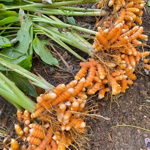 100% Organic Fresh Turmeric Roots ( Rhizomes ) For Planting   (Curcuma Longa)  Live Roots ,  02 Roots  Free  (02- 20) Free Delivery..